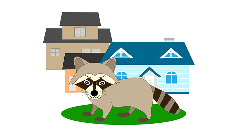 住宅街にいるアライグマのイラスト