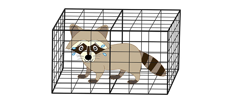 捕獲されたアライグマのイラスト