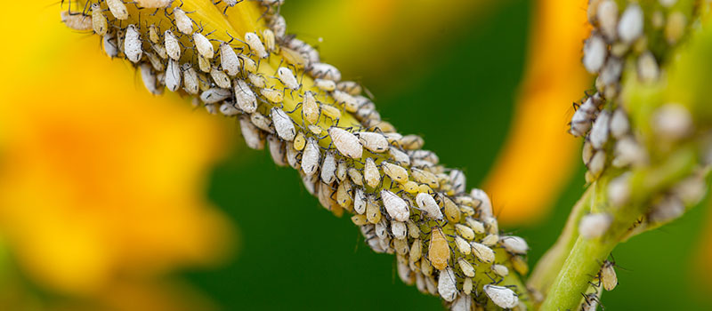 植物に群がるアブラムシの様子