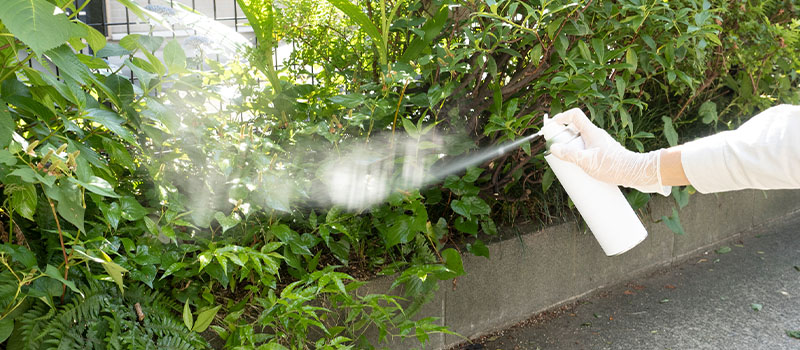 生垣にむかってスプレーを噴射する様子