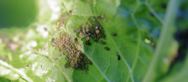 野菜に群がる虫