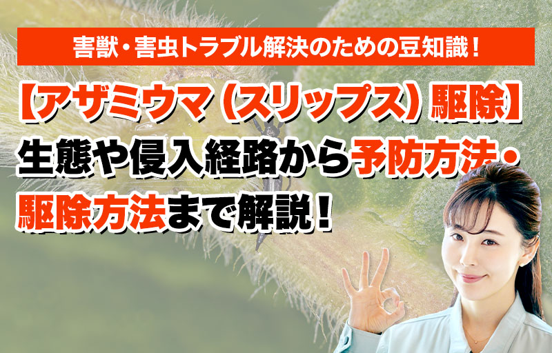 【アザミウマ（スリップス）駆除】生態や侵入経路から予防方法・駆除方法まで解説！