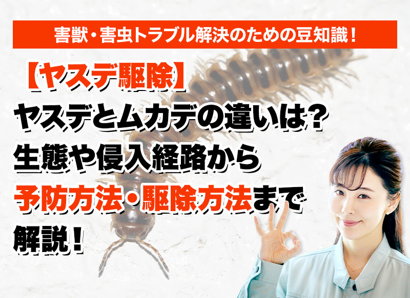 【ヤスデ駆除】ヤスデとムカデの違いは？生態や侵入経路から予防方法・駆除方法まで解説！