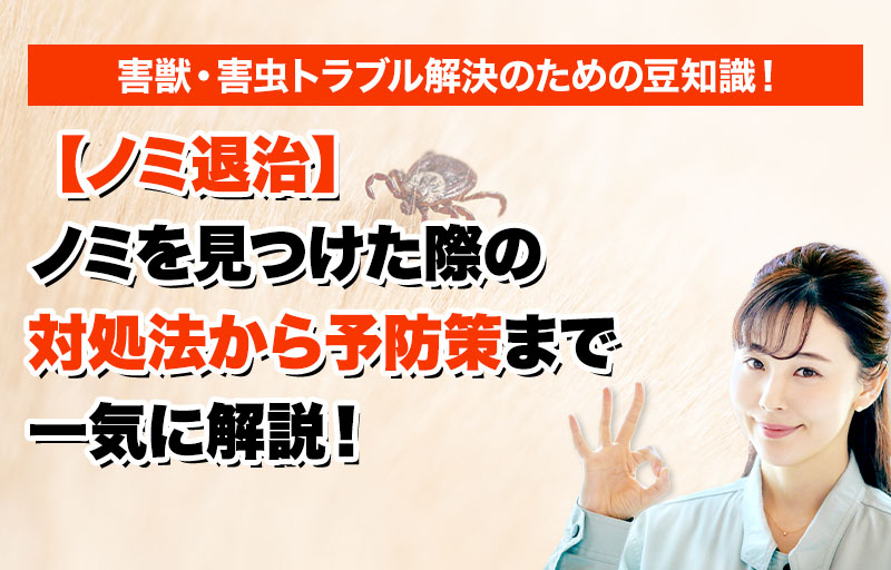 【ノミ退治】ノミを見つけた際の対処法から予防策まで一気に解説！