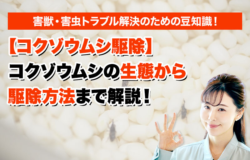 【コクゾウムシ駆除】コクゾウムシの生態から駆除方法まで解説！