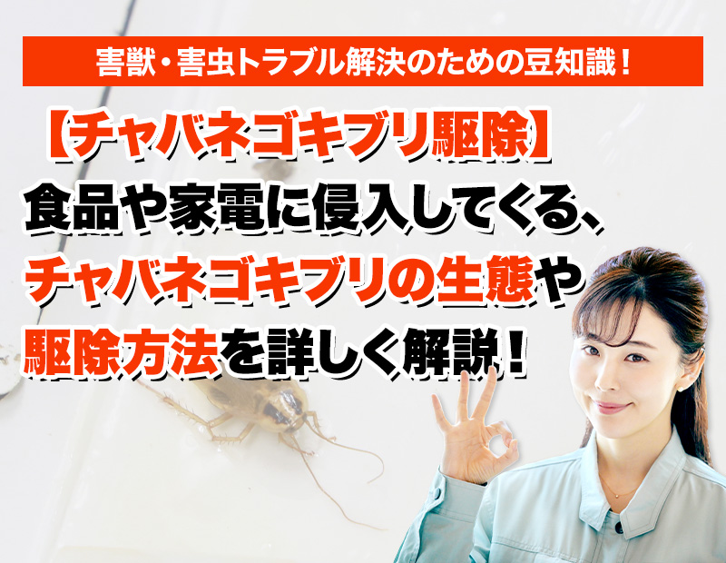 【チャバネゴキブリ 駆除】食品や家電に侵入してくる、チャバネゴキブリの生態や駆除方法を詳しく解説！