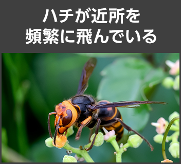 ハチが近所を頻繁に飛んでいる