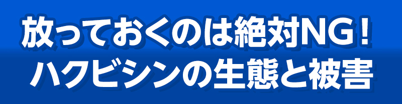 放っておくのは絶対NG！ハクビシンの生態と被害