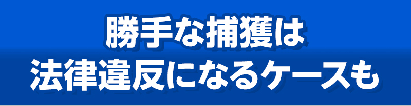 勝手な捕獲は法律違反になるケースも