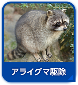 アライグマ駆除