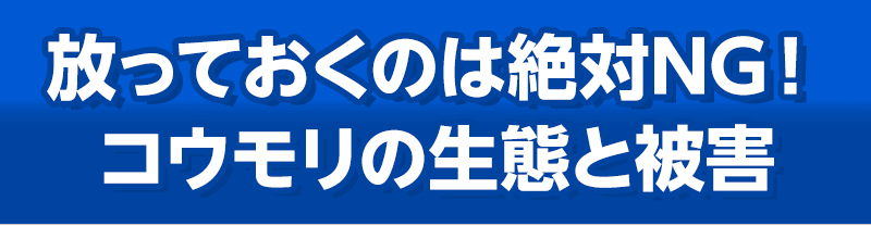 放っておくのは絶対NG！コウモリの生態と被害