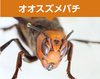 オオスズメバチ・大雀蜂