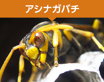 アシナガバチ・脚長蜂
